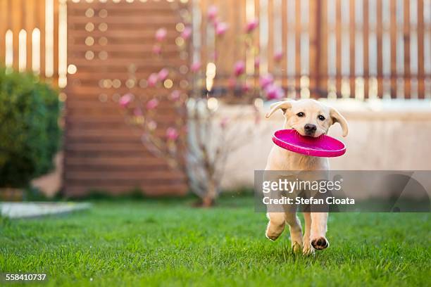 frisbee - flying disc stock pictures, royalty-free photos & images