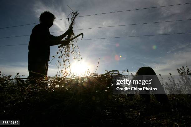 Farmers crop soybeans at a field on October 3, 2005 in Helong of Jilin Province, China. According to the Office of Central Financial Work Leading...