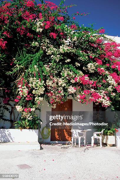 bougainvillea outside a house, lindos, rhodes island, greece - bougainvillea stock pictures, royalty-free photos & images