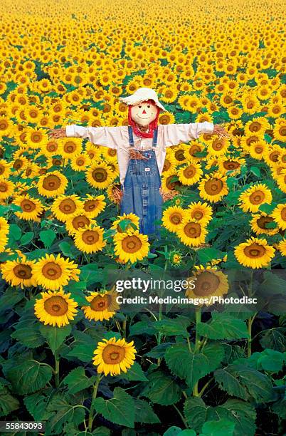 high angle view of a scarecrow in a field of sunflowers, kansas, usa - kansas sunflowers stock pictures, royalty-free photos & images