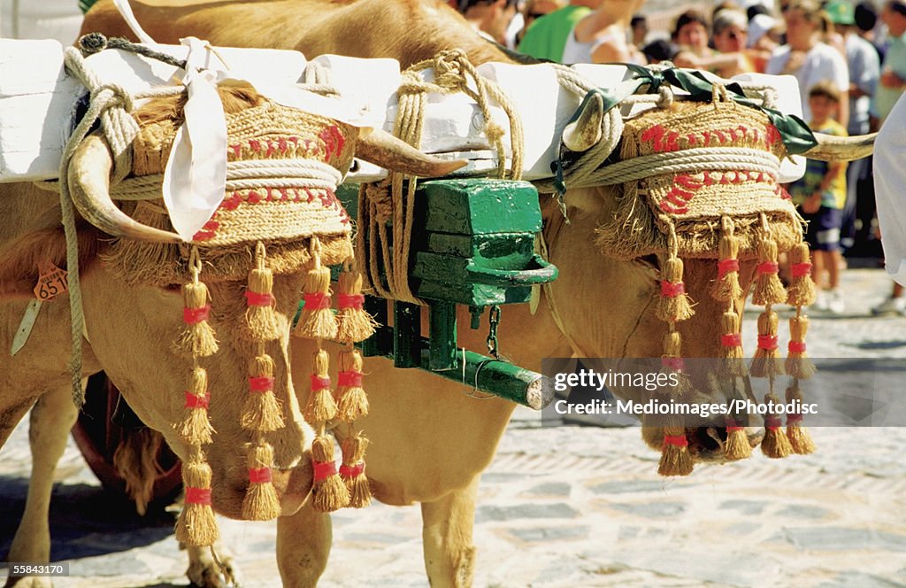 Oxen dressed up for celebration of Virgin Mary, Benalmadena, Spain