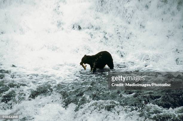 high angle view of a black bear catching a fish, ketchikan, alaska, usa - revillagigedo island alaska stockfoto's en -beelden