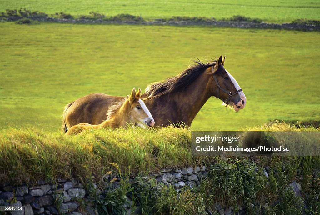 Foal and a mare in a farm, Isle of Man, British Isles