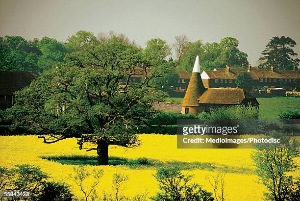mustard field near a house, kent, england - kent england stockfoto's en -beelden