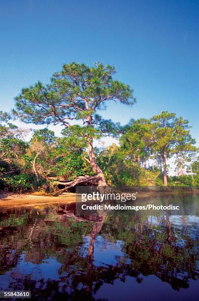 reflection of trees in a river, loxahatchee river, jonathan dickinson park, jupiter, florida, usa - jupiter florida foto e immagini stock