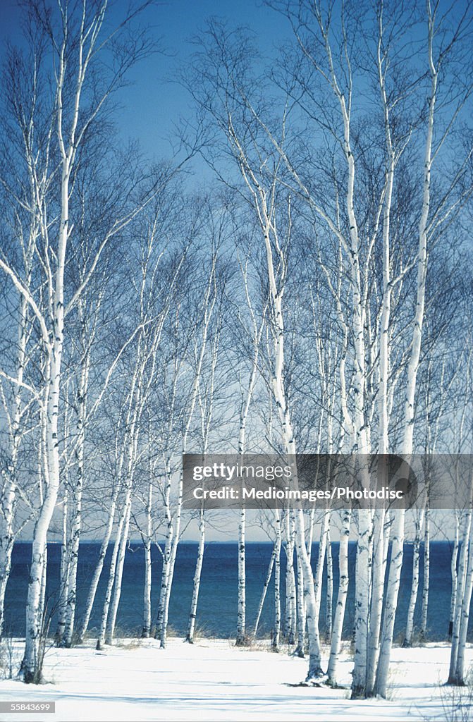 Birch trees on the banks of a lake, Lake Superior, Duluth, Minnesota, USA