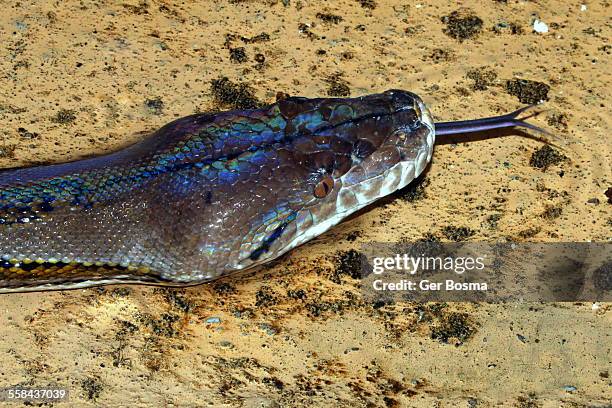294 Reticulated Python Stock Photos, High-Res Pictures, and Images ...