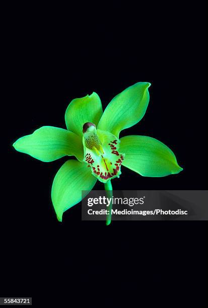 close-up of a jade dendrobium orchid flower - orchid dendrobium single stem foto e immagini stock