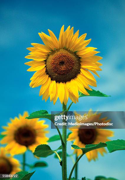 close-up of sunflowers, kansas, usa - kansas sunflowers stock pictures, royalty-free photos & images