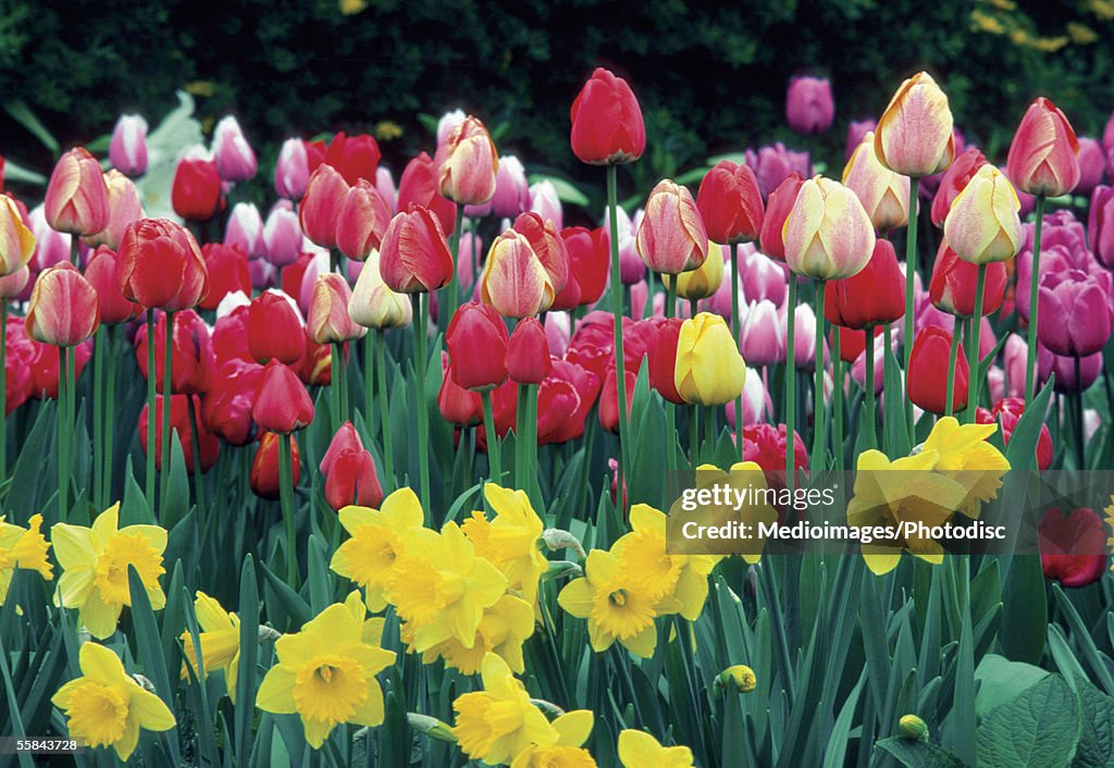 Group of Tulips and Daffodils in a field, Netherlands