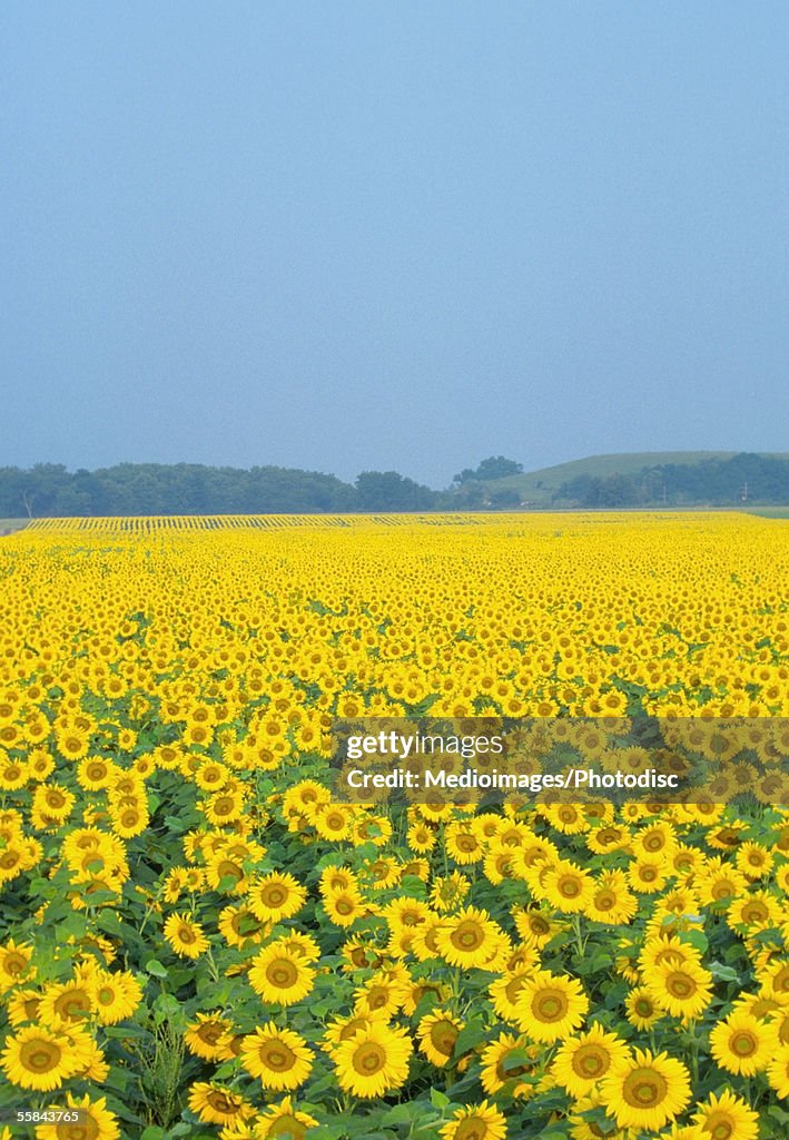 Sunflowers in a field, Kansas, USA