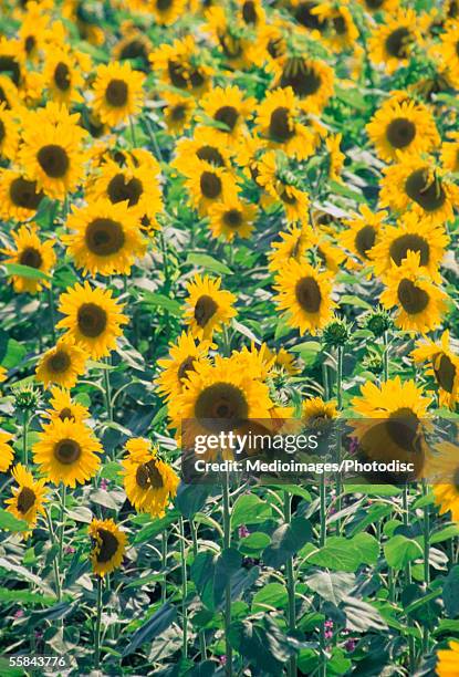 close-up of sunflowers in a field, kansas, usa - kansas sunflowers stock pictures, royalty-free photos & images