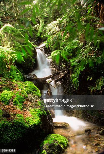 waterfall in a forest, mount tamalpais, california, usa - natural landmark stock-fotos und bilder