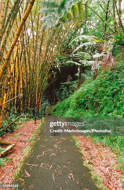 road passing through a forest, akaka falls state park, hawaii, usa - akaka state falls park stock pictures, royalty-free photos & images