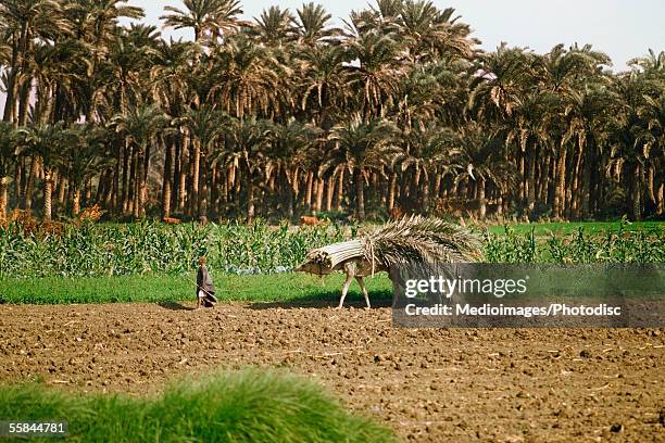 egypt, countryside man walking with a camel loaded with palm leaves - ancient egyptian stock-fotos und bilder