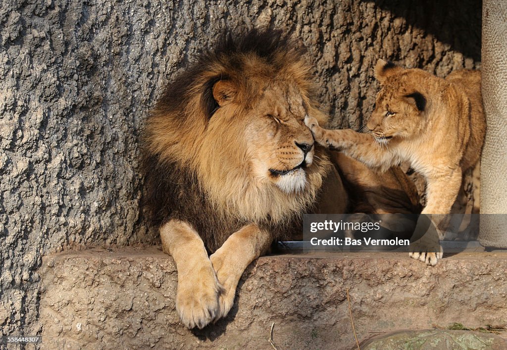 Lion father and young cub