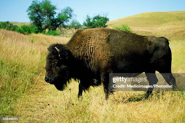 two buffalo at custer state park, south dakota, usa - custer state park stock pictures, royalty-free photos & images