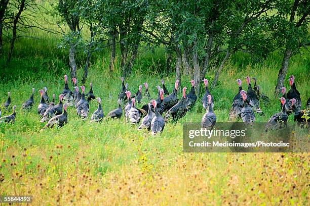 flock of wild turkeys at custer state park, south dakota, usa - custer state park stock pictures, royalty-free photos & images