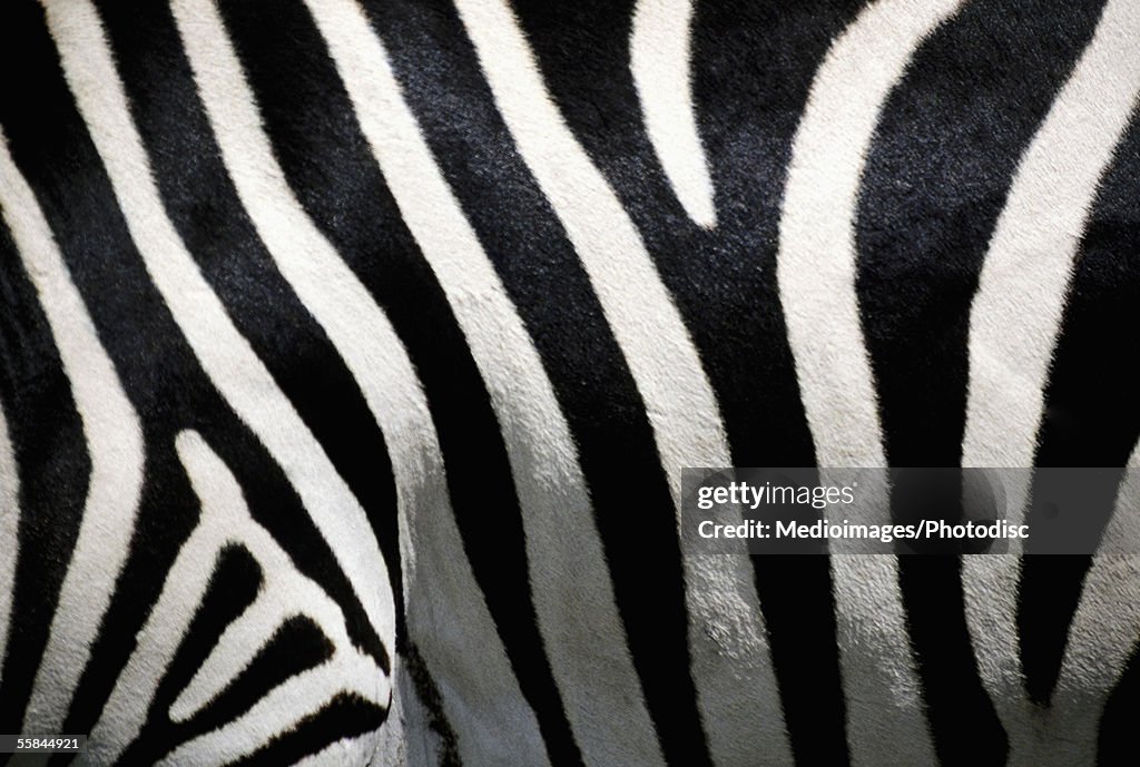 Stripes on Zebra, extreme close-up