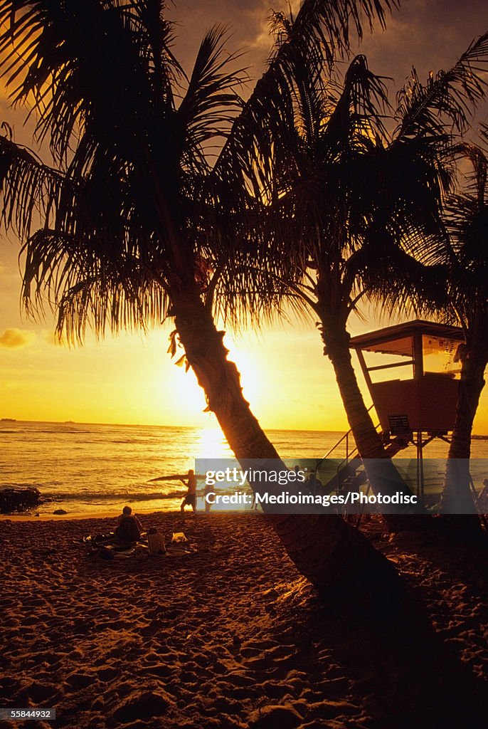 Silhouette of palm trees on a beach, Waikoloa Beach, Hawaii, USA