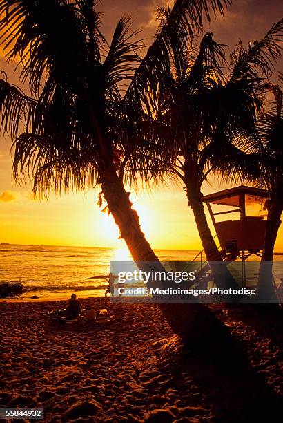 silhouette of palm trees on a beach, waikoloa beach, hawaii, usa - anaehoomalu bay stockfoto's en -beelden