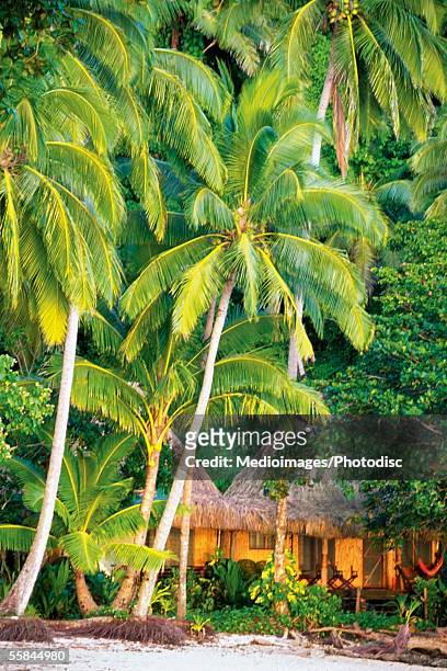 palm trees over beach club hut, qamea island, fiji - fiji hut stock pictures, royalty-free photos & images