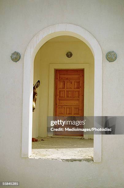 donkey standing at the entrance of a house, santorini, greece - donkey foto e immagini stock