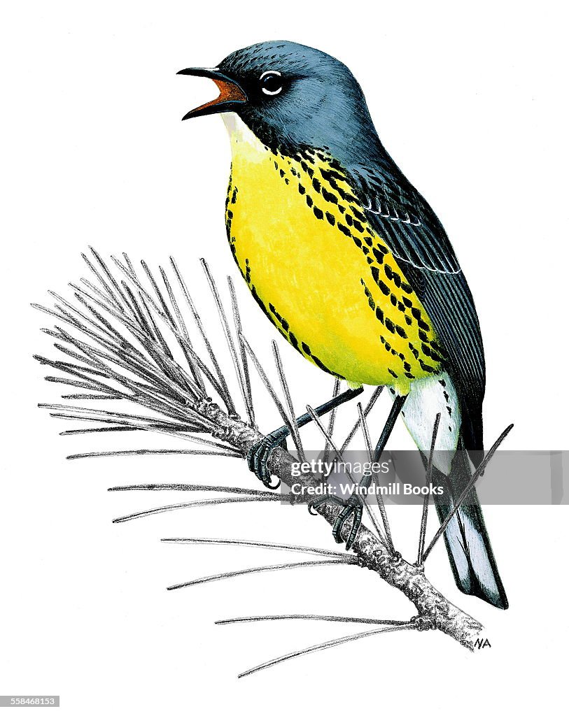 Kirtland's warbler