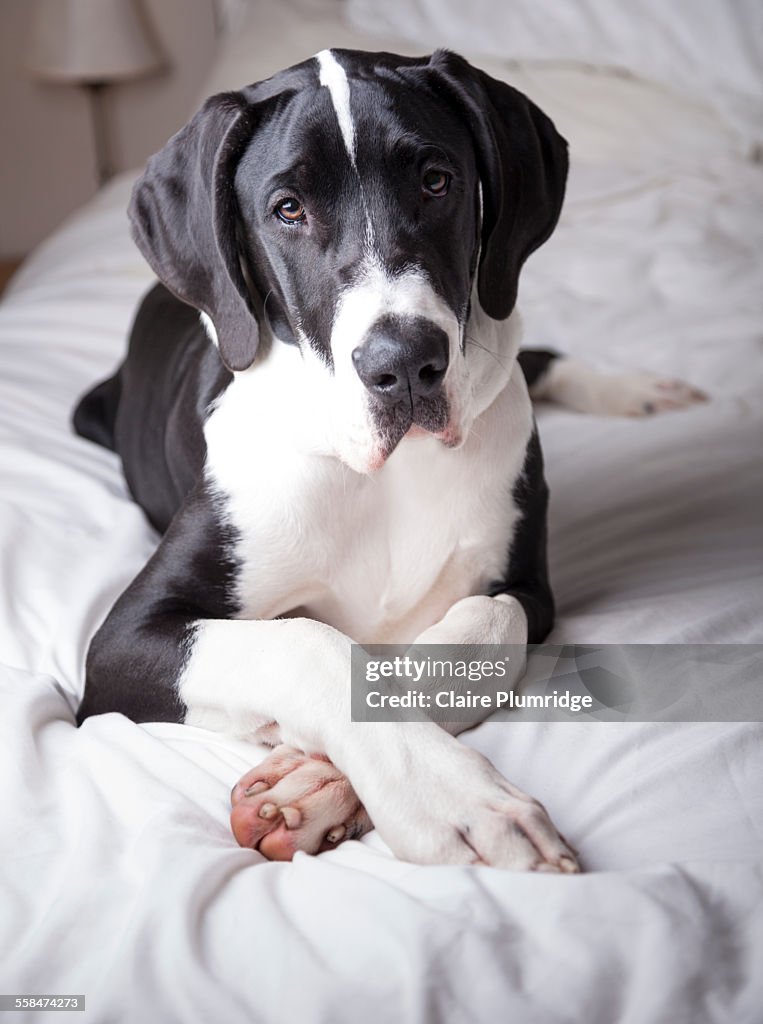 Great Dane on a bed