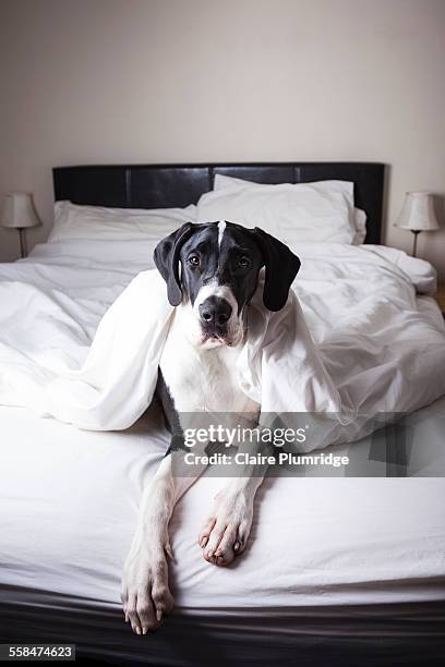 great dane on a bed - alano tedesco foto e immagini stock