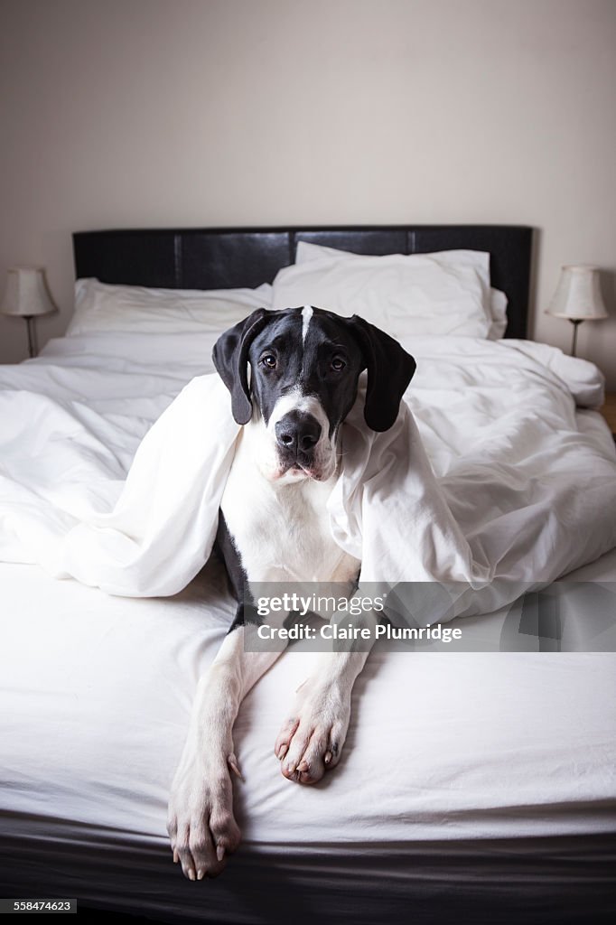 Great Dane on a bed