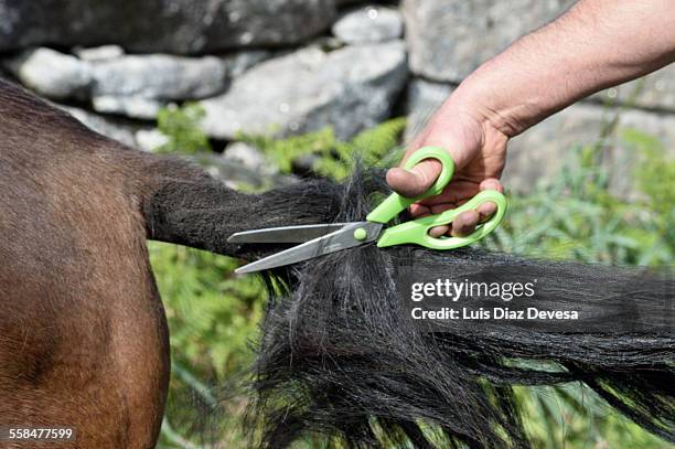 curro de valga (oia) - horse tail stock pictures, royalty-free photos & images