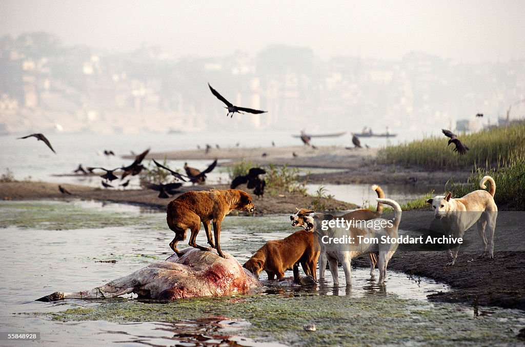 River Ganges