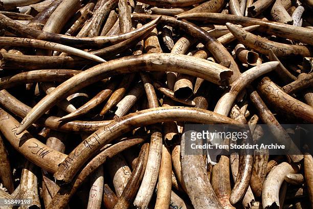 Pile of elephant tusks and weapons confiscated from poachers by Zambian Game Wardens valued at hundreds of thousands of dollars is burnt to prevent...
