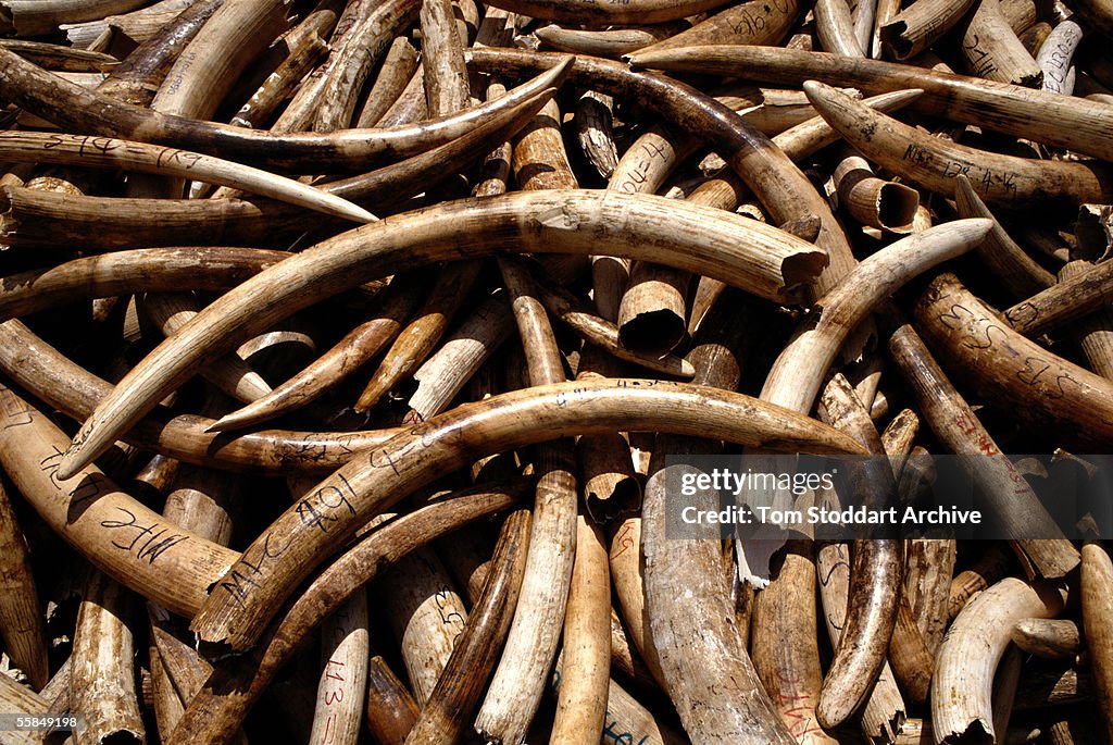 Zambian Ivory Trade