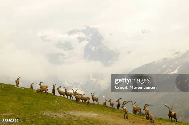 italy, val d'aosta, gressoney. stambecchi and the monte rosa - monte rosa - fotografias e filmes do acervo