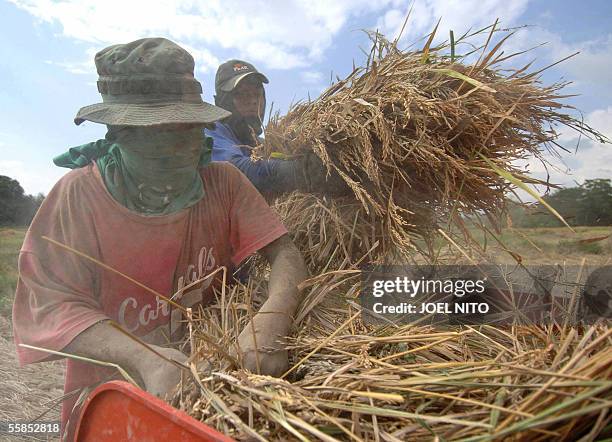 Solsona Rice Field 11,812 Solsona Stock Photos, High-Res Pictures, and Images - Getty Images