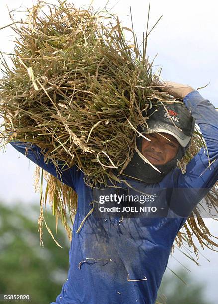Solsona Rice Field 11,812 Solsona Stock Photos, High-Res Pictures, and Images - Getty Images