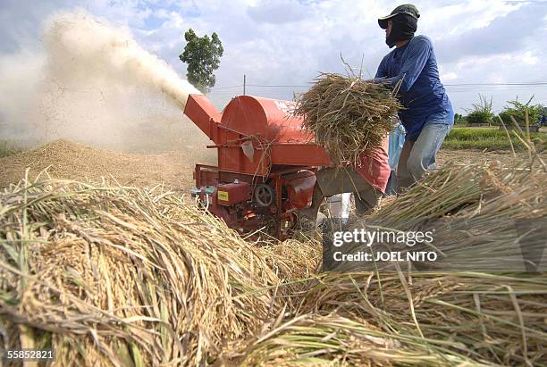 Solsona Rice Field 11,812 Solsona Stock Photos, High-Res Pictures, and Images - Getty Images