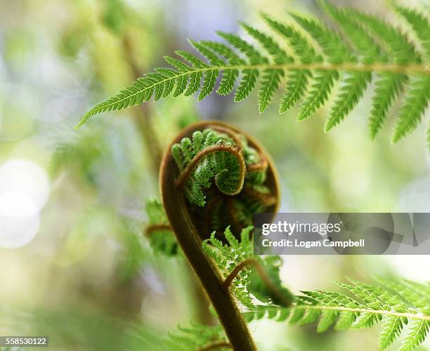 punga fern koru - new zealand leaves stock pictures, royalty-free photos & images