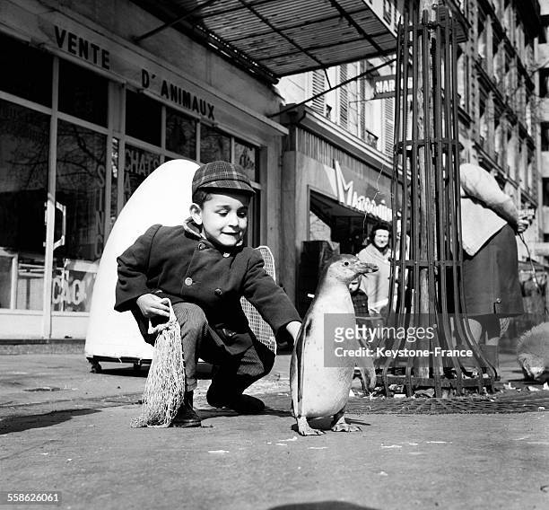 Un petit garcon tente de caresser Oscar, un pingouin qu'un commercant parisien a adopte et qui se promene tous les jours dans les rues du quartier de...