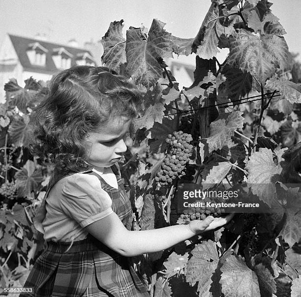 Jeune fille regardant une grappe de raisin dans les vignes de la Butte Montmartre à Paris, France le 22 septembre 1965.