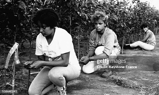 Jeunes femmes cubaines en plein travail dans une plantation d'agrumes à Cuba, circa 1960.
