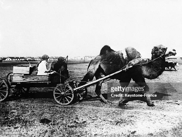 Chariot rudimentaire traîné lentement par un pacifique dromadaire au Tibet, Chine en 1930.