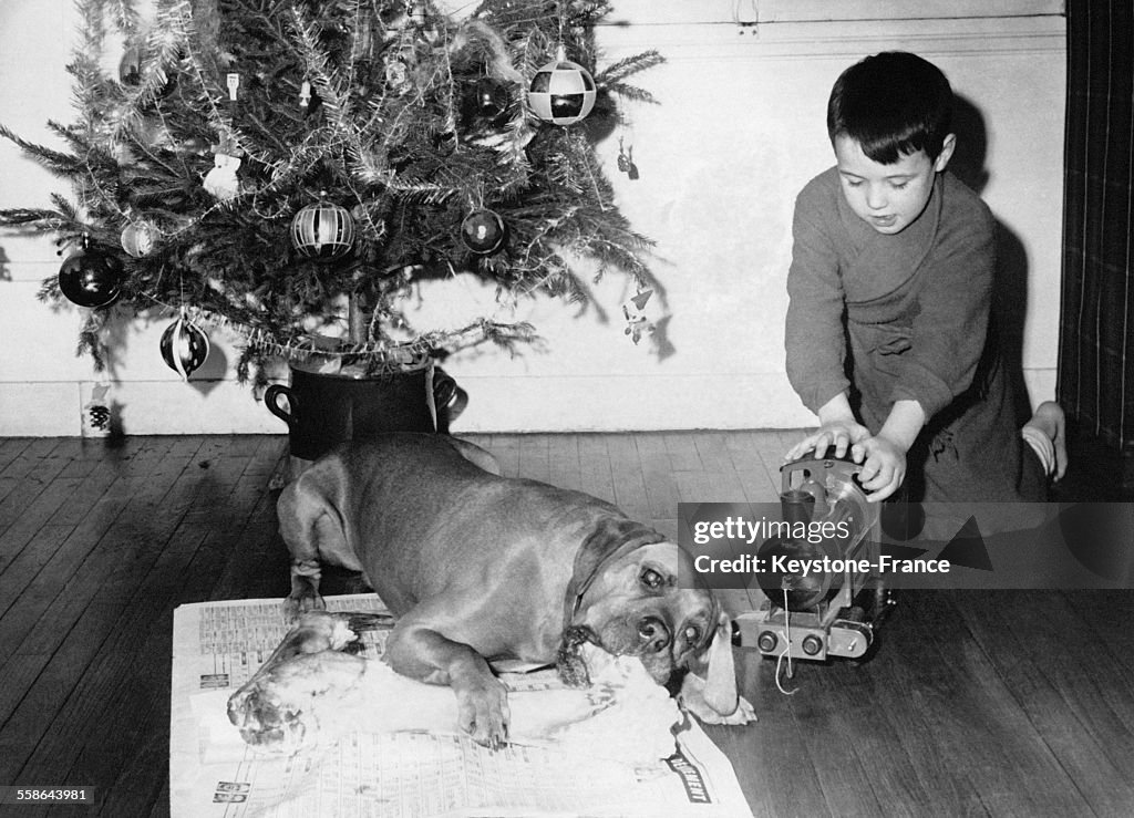 Le Chien Aussi A Son Cadeau