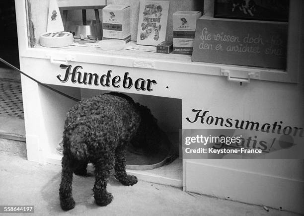 Le proprietaire d'une animalerie a ouvert un bar pour les chiens, qui leur distribue gratuitement une gamelle d'eau et quelques biscuits, circa 1950...