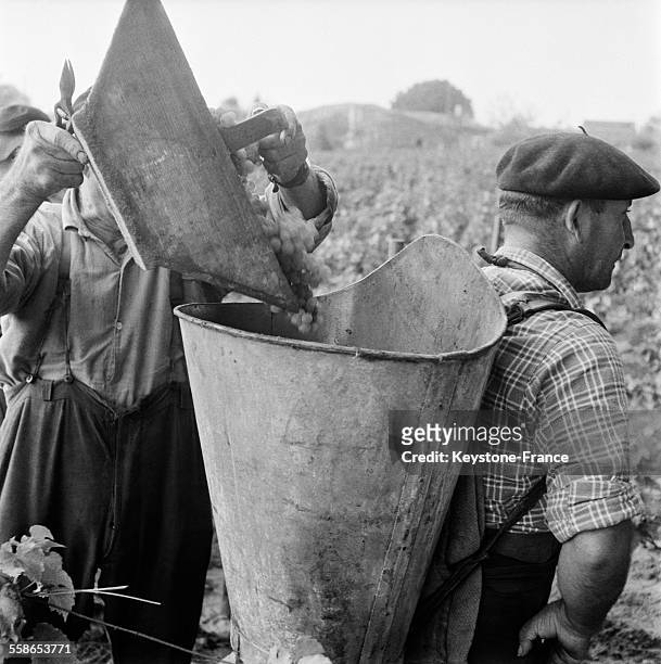 La hotte sur le dos du vendangeur se remplit de raisin, en région bordelaise, France, le 27 septembre 1959.