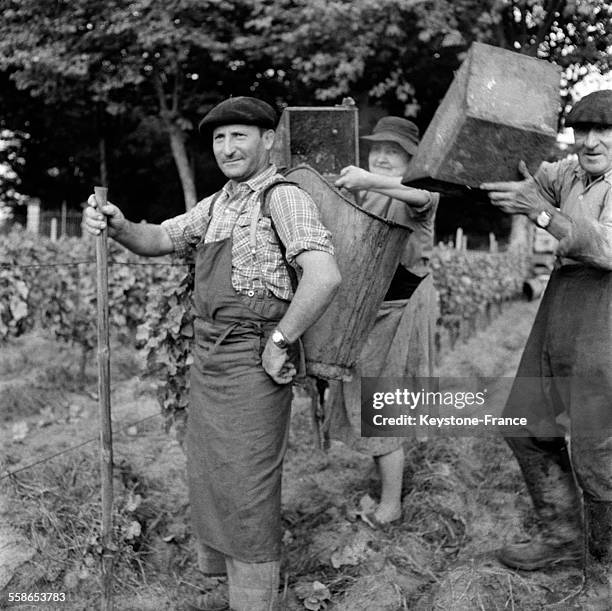 Les seaux en bois contenant la récolte de raisin sont vidés dans la hotte sur le dos du porteur, en région bordelaise, France, le 27 septembre 1959.