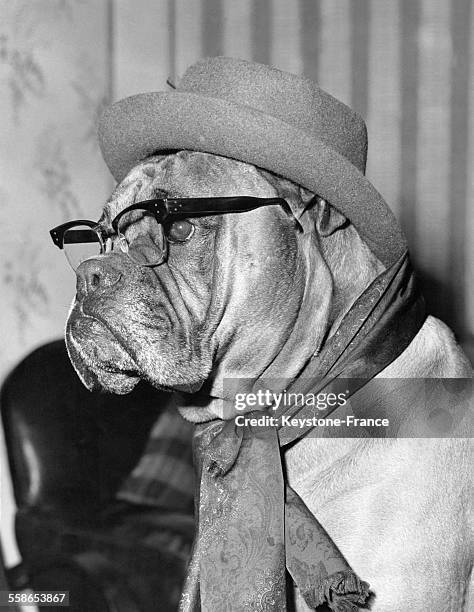 Chien déguisé avec un chapeau, une écharpe et des lunettes, à Londres, Royaume-Uni, le 29 mars 1961.