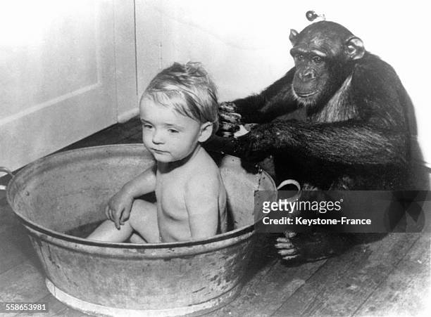 Chimpanzé faisant prendre un bain à une petite fille, à Copenhague, Danemark, le 6 octobre 1952.